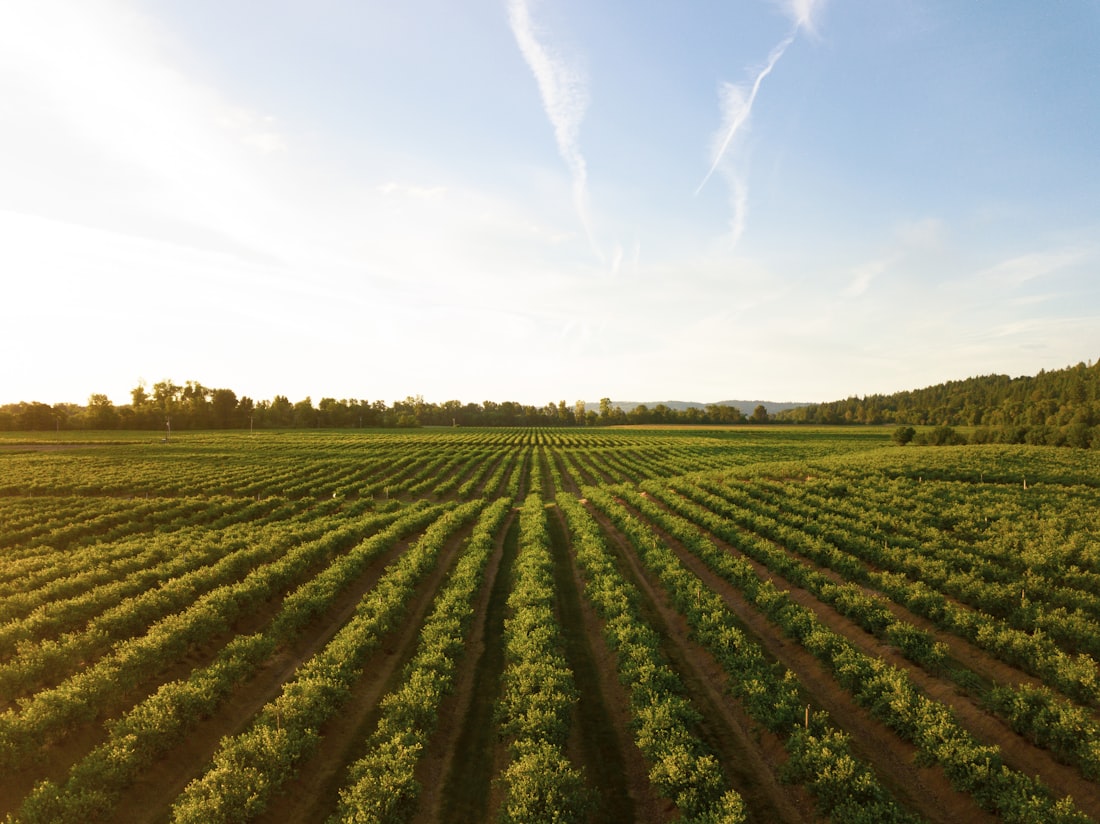 Agro-Processing & Fisheries Value Chains